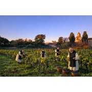 Saint Lambert - 2021 - Vin Biologique