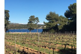 Les mots clés de la taille dans les vignes