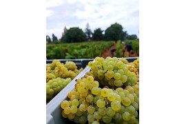 Peut-on encore parler de vendanges précoces ?