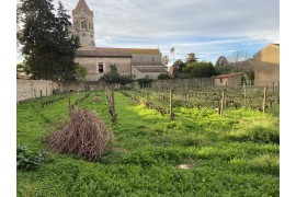 Le travail raisonné, ou la recherche d'un équilibre entre vin et nature sur l’île St Honorat