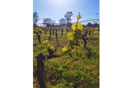 L'humidité et la vigne dans le vignoble de l'Abbaye de Lérins