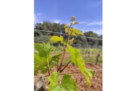 Certification bio : plus de cinq ans après, comment travaillons-nous les sols dans le vignoble de l’Abbaye de Lérins ?