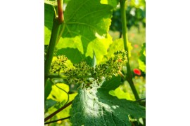 Le palissage de la vigne : facteur de bons vins !