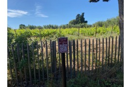 Découvrir le vignoble de l’Abbaye de Lérins : côté vignes & côté chais