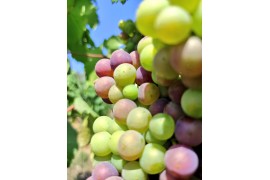 La véraison : le moment charnière du cycle de la vigne
