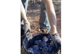 Vendanges 2025 : précoces & prometteuses 