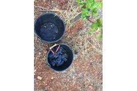 Cépages rouges : le vin se déguste aussi avec les yeux