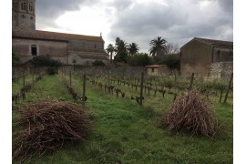 Taille et enherbement sous le signe de l’éco responsabilité dans le vignoble de l’Abbaye de Lérins