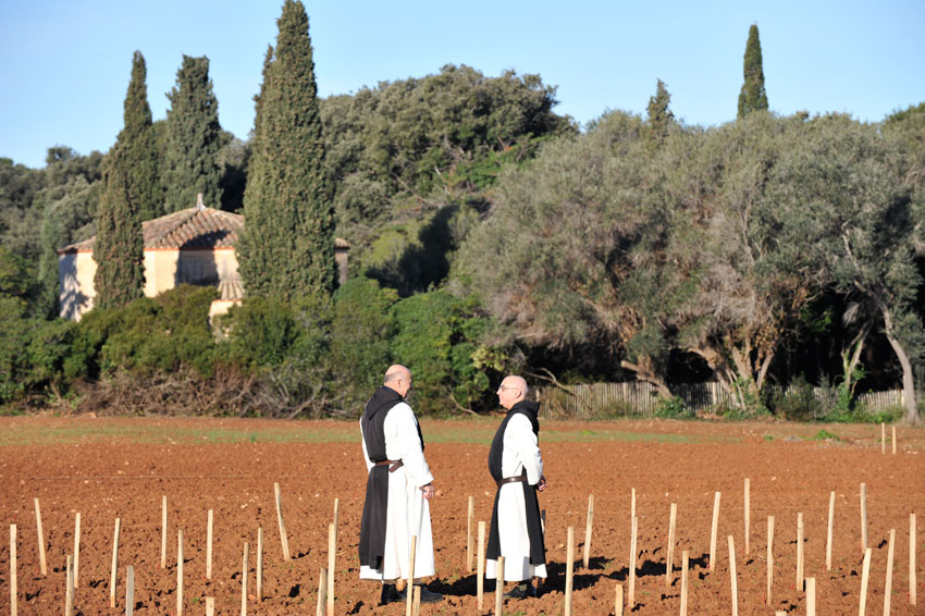 Deux moines cisterciens discutant dans un champ fraîchement planté de piquets de vigne sur l'île Saint-Honorat
