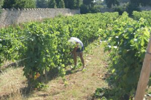 Vendangeur penché sur les vignes le long du mur d'enceinte du monastère de l'île Saint-Honorat