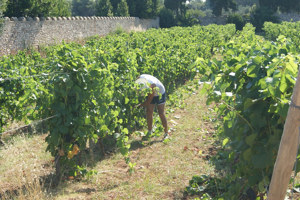 Vendangeur penché sur les vignes le long du mur d'enceinte du monastère de l'île Saint-Honorat