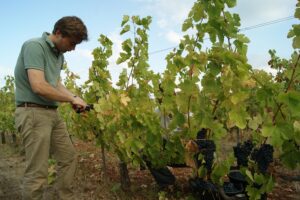 Vendangeur coupant des grappes de raisin noir dans le vignoble de l'Abbaye de Lérins