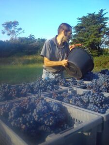 Vigneron versant un seau de raisin noir dans des caisses de récolte au coucher du soleil dans le vignoble de l'île Saint-Honorat