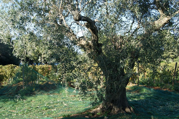 Olivier centenaire au tronc noueux et filets de récolte étendus au sol dans l'oliveraie de l'île Saint-Honorat