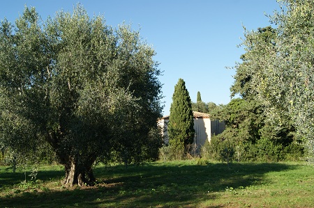 sauveur