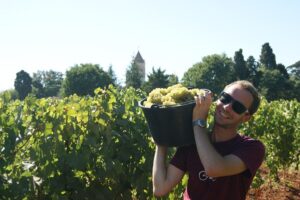 Vendangeur souriant portant sur l'épaule un seau de raisin blanc dans le vignoble de l'île Saint-Honorat, clocher du monastère en arrière-plan