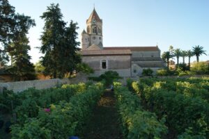 Vignoble menant à l'église du monastère de l'Abbaye de Lérins et son clocher sur l'île Saint-Honorat