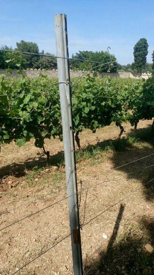 Palissage-Vignoble-St-Honorat