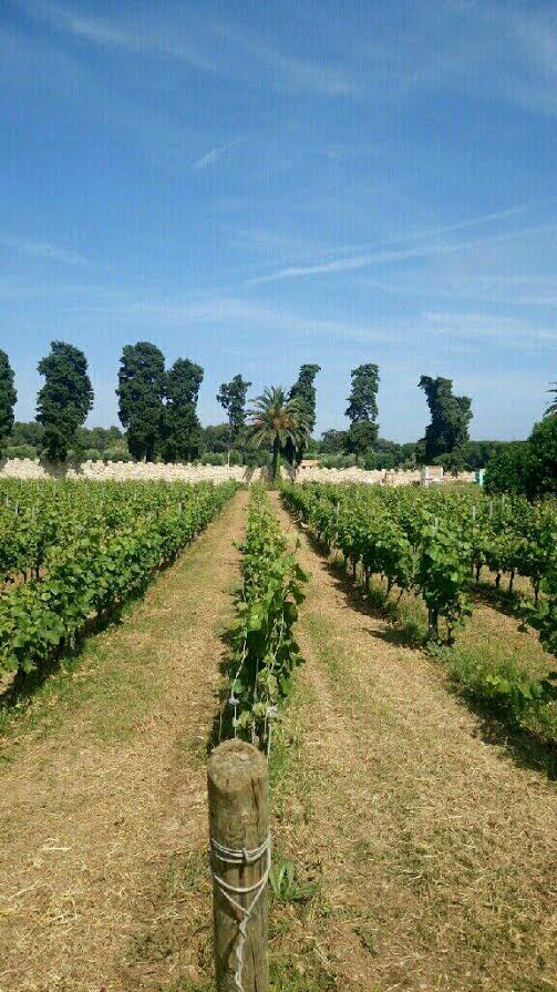 Palissage-Vignoble-St-Honorat