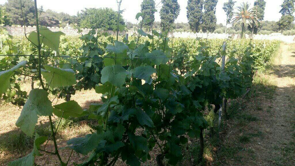 Palissage-Vignoble-Lérins