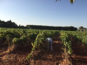Vendangeur récoltant le raisin à la main entre les rangs de vigne verts sur l'île Saint-Honorat