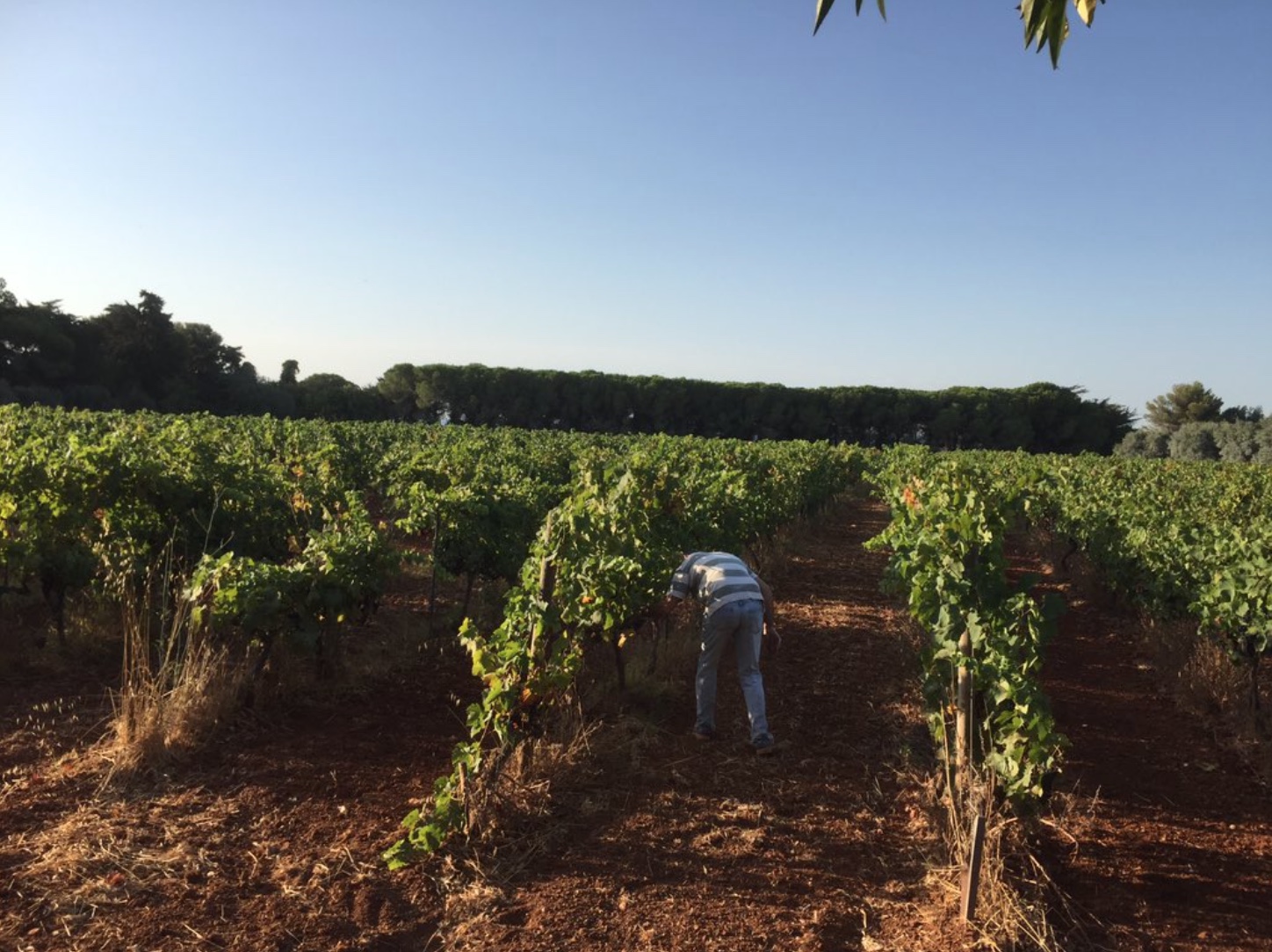 Vendangeur récoltant le raisin à la main entre les rangs de vigne verts sur l'île Saint-Honorat