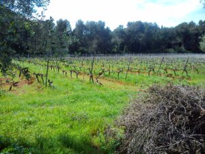 Vignoble au printemps bordé d'oliviers, tas de sarments coupés au premier plan après la taille