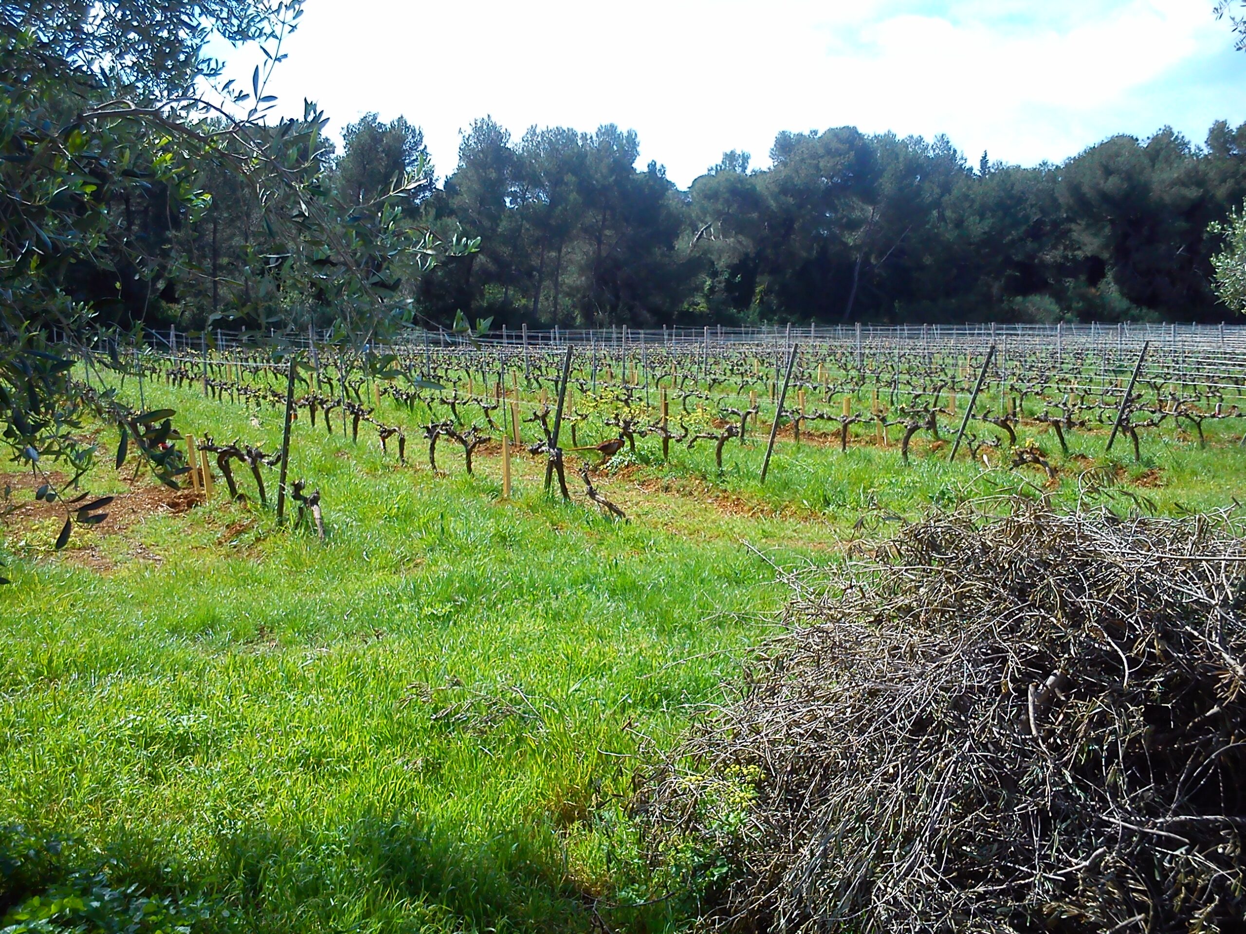 Vignoble au printemps bordé d'oliviers, tas de sarments coupés au premier plan après la taille
