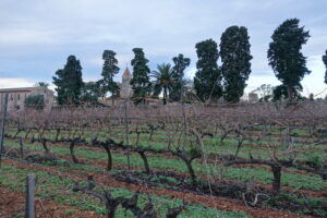 Ceps de vigne devant le monastère de l'Abbaye de Lérins et son clocher, entourés de cyprès et d'un palmier