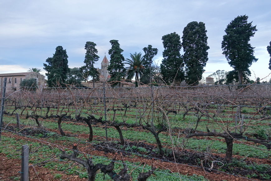 Ceps de vigne devant le monastère de l'Abbaye de Lérins et son clocher, entourés de cyprès et d'un palmier