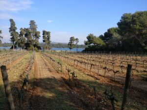 Rangs de vigne du vignoble de l'île Saint-Honorat en hiver, descendant vers la mer et le littoral bordé de pins