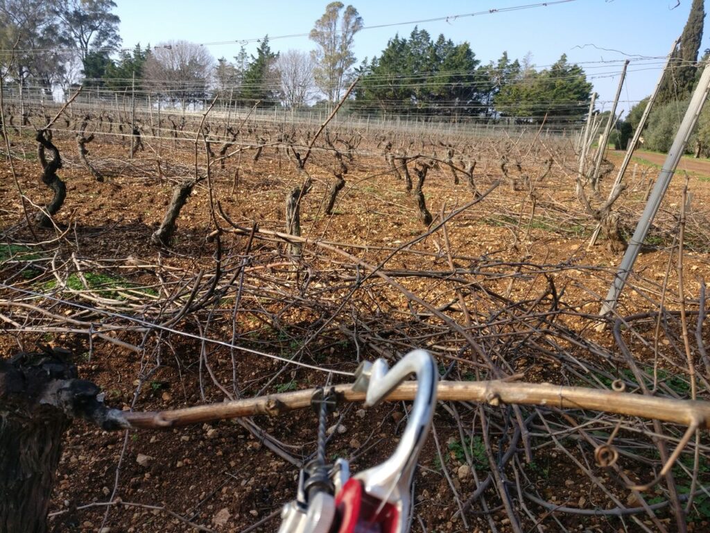 Sarments de vigne coupés jonchant le sol du vignoble en hiver, sécateur au premier plan lors de la taille