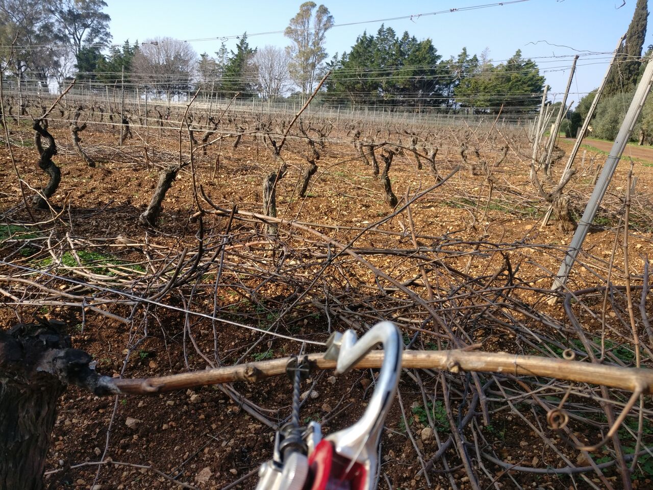 Sarments de vigne coupés jonchant le sol du vignoble en hiver, sécateur au premier plan lors de la taille
