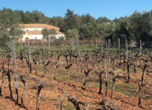 Vignes taillées en hiver devant un mas provençal et des oliviers sous un ciel bleu