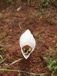 Jeune plant de vigne entouré d'un protège-plant blanc dans un sol argileux rouge et craquelé