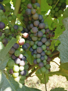 Grappes de raisin en cours de véraison sur le cep, baies vertes et bleutées entourées de feuilles de vigne