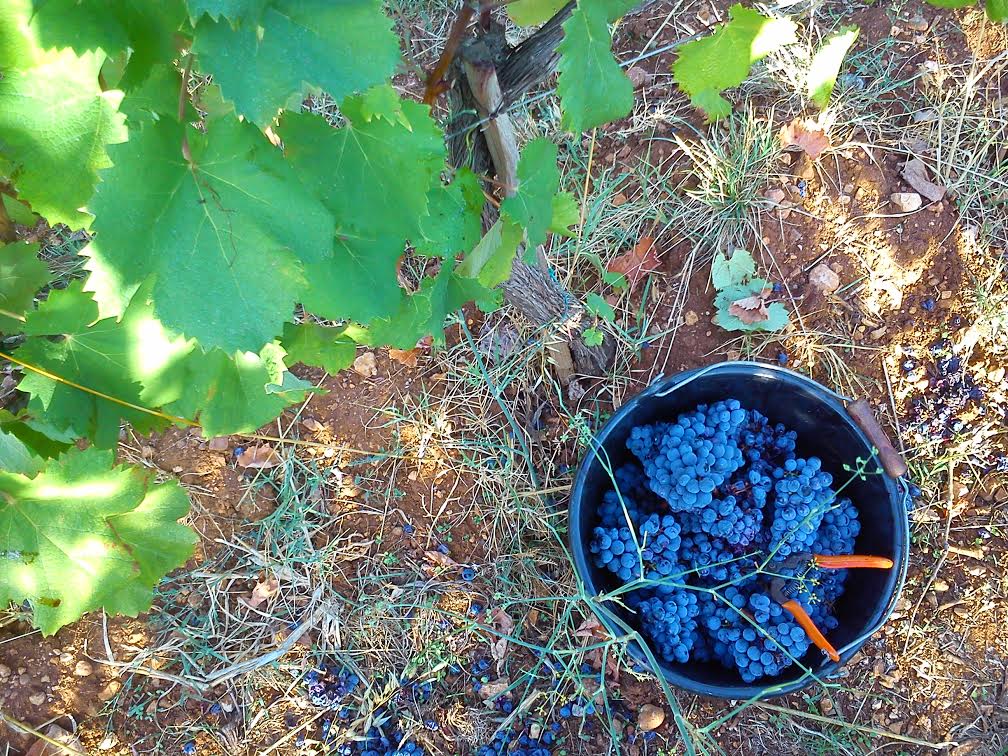 Seau rempli de grappes de raisin noir posé au pied d'un cep dans le vignoble de l'Abbaye de Lérins pendant les vendanges