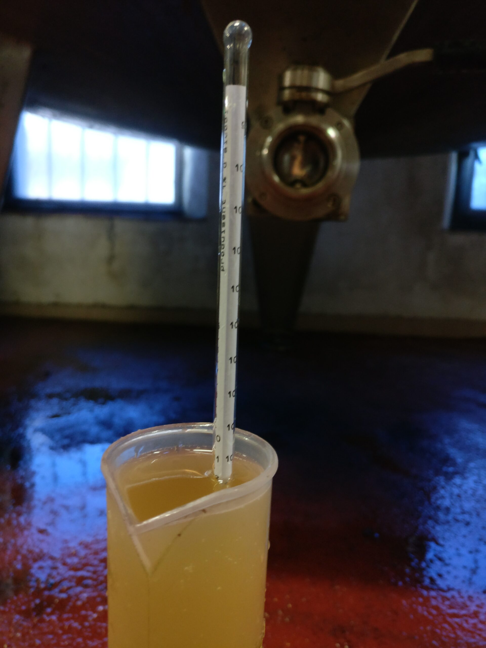 Contrôle de densité du moût à l'aide d'un mustimètre plongé dans une éprouvette au pied d'une cuve du chai