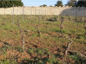 Ceps de vigne taillés en hiver devant le mur d'enceinte crénelé du monastère de l'île Saint-Honorat