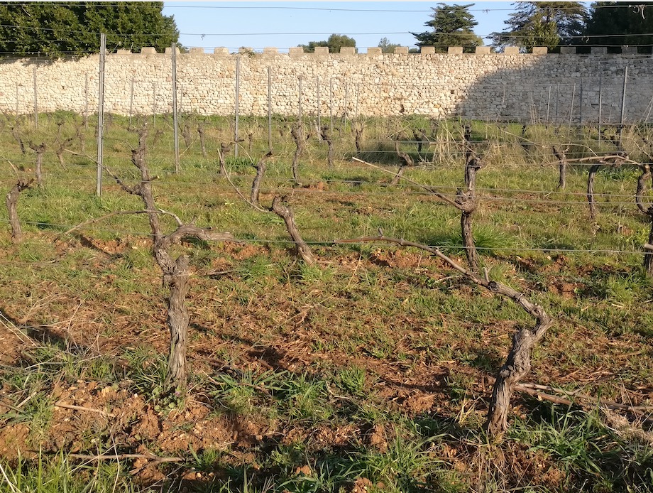 Ceps de vigne taillés en hiver devant le mur d'enceinte crénelé du monastère de l'île Saint-Honorat