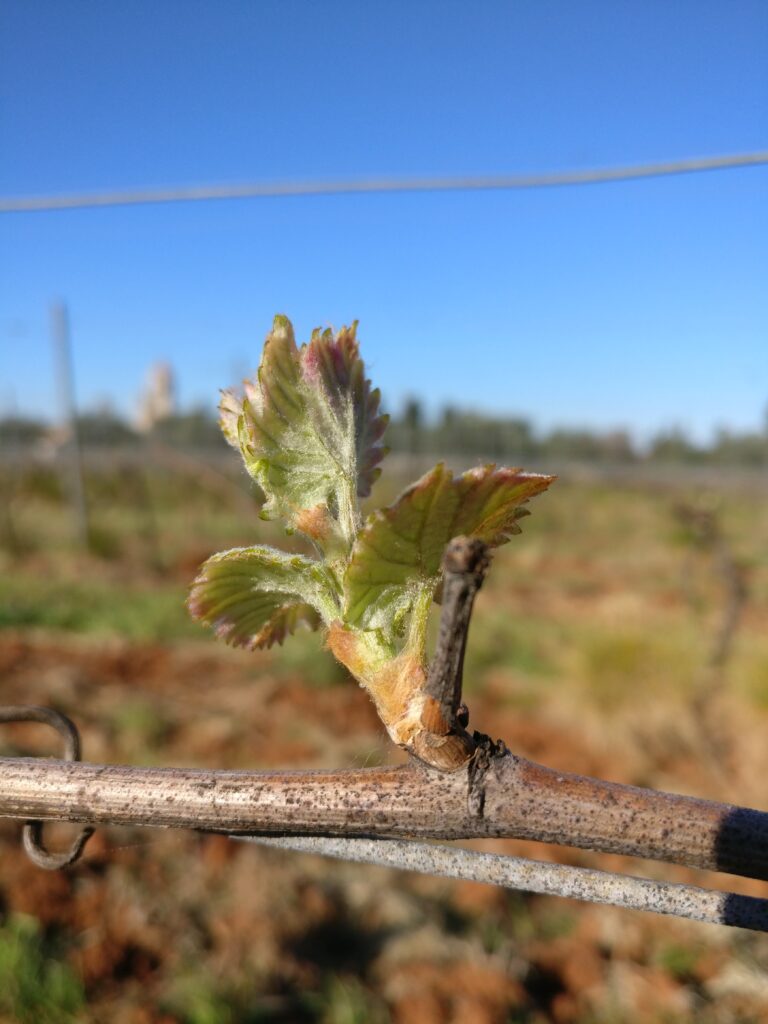 Gros plan sur un jeune rameau de vigne débourrant au printemps dans le vignoble de l'Abbaye de Lérins