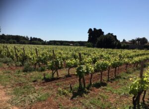 Rangs de jeune vigne au feuillage printanier dans le vignoble de l'île Saint-Honorat sous un ciel bleu