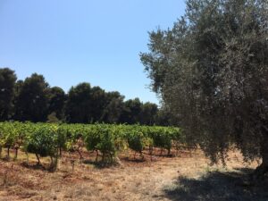 Parcelle de vigne bordée d'un olivier et de pins dans le vignoble de l'île Saint-Honorat sous un ciel bleu d'été
