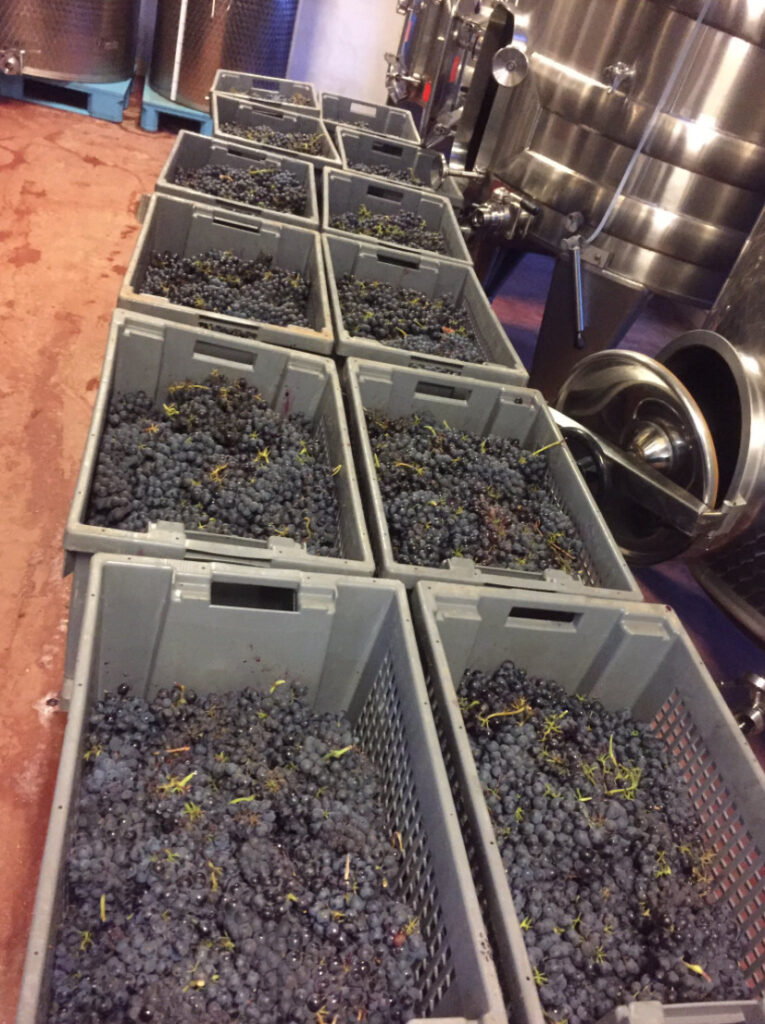 Caisses de vendange remplies de grappes de raisin noir alignées dans le chai devant les cuves inox de l'Abbaye de Lérins