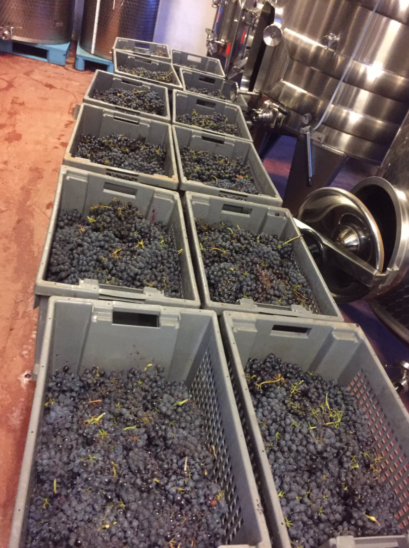 Caisses de vendange remplies de grappes de raisin noir alignées dans le chai devant les cuves inox de l'Abbaye de Lérins