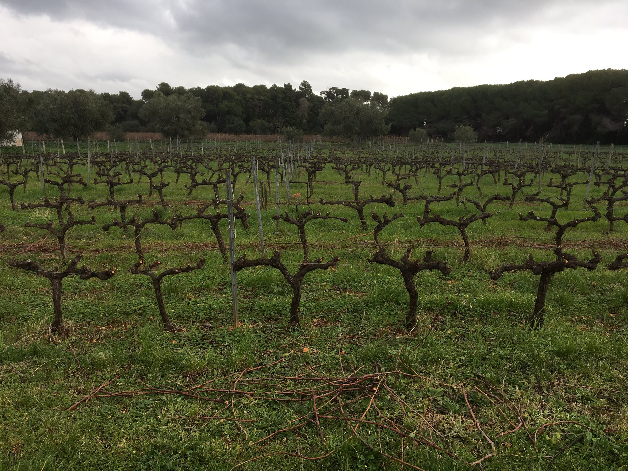 Ceps de vigne taillés en gobelet dans le vignoble de l'île Saint-Honorat en hiver, sous un ciel nuageux