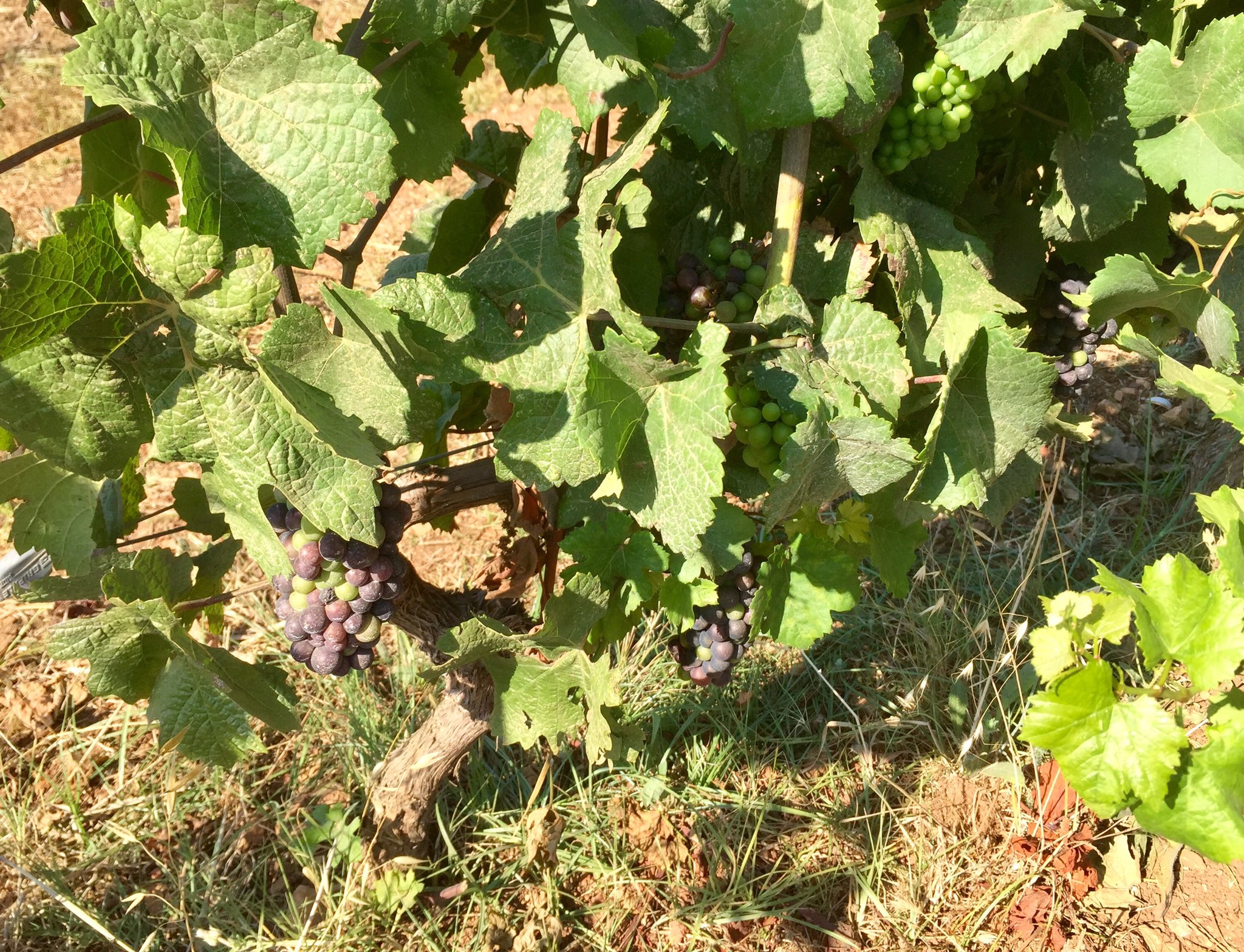 Cep de vigne portant de jeunes grappes en début de véraison dans le vignoble de l'Abbaye de Lérins