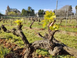 Jeunes pousses printanières sur un vieux cep de vigne du vignoble de l'île Saint-Honorat, clocher du monastère au loin