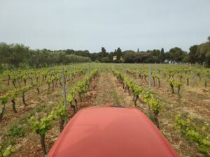 Vue depuis un tracteur avançant entre les rangs de vigne au printemps dans le vignoble de l'Abbaye de Lérins