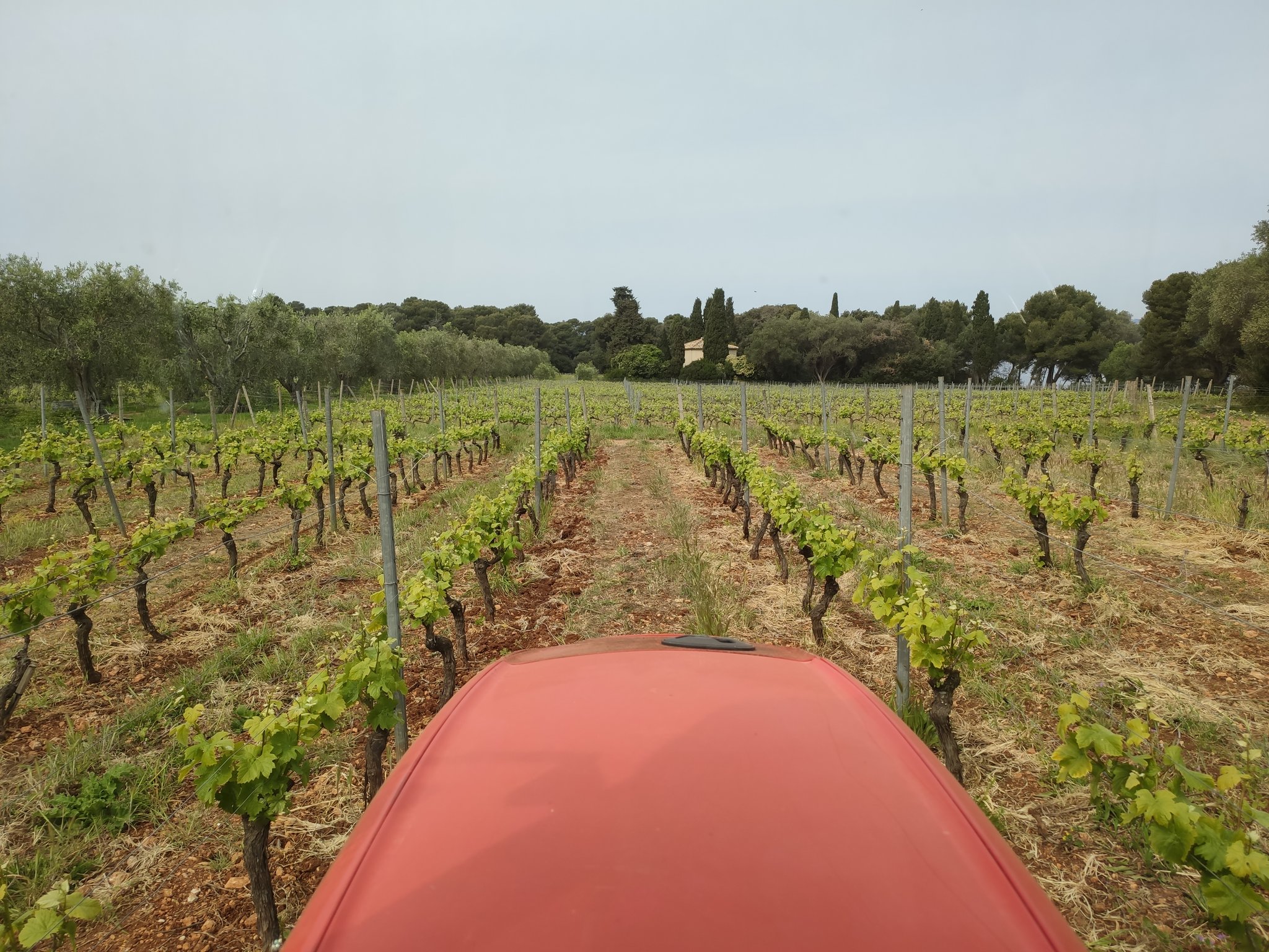 Vue depuis un tracteur avançant entre les rangs de vigne au printemps dans le vignoble de l'Abbaye de Lérins